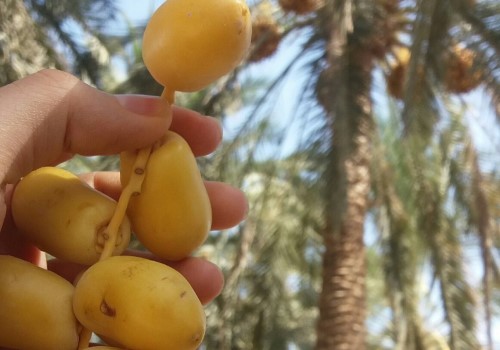 تصویر 1 از فروش خرما زاهدی زرد+ قیمت خرید به صرفه